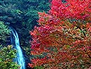 紅葉 紅葉