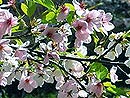 桜 桜