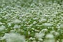 そばの花 そばの花