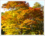 ハチ北散策紅葉 ハチ北散策紅葉