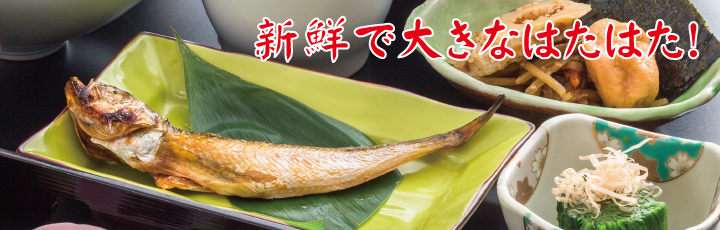 新鮮で大きなはたはた!