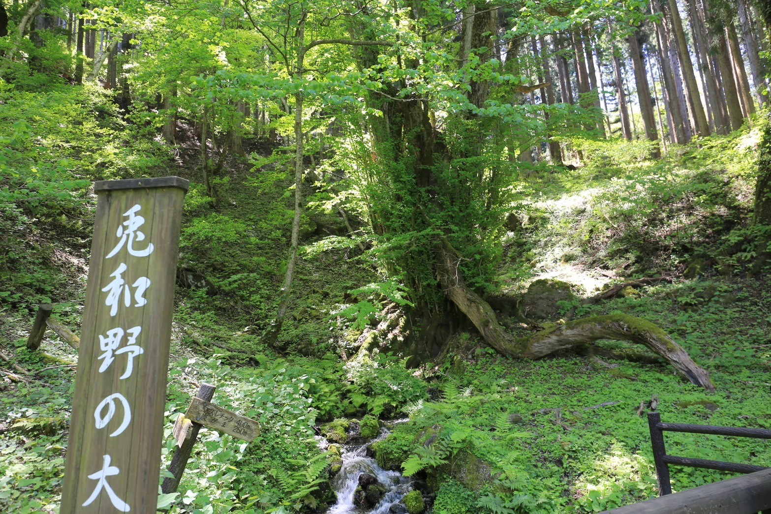 兎和野の大かつら